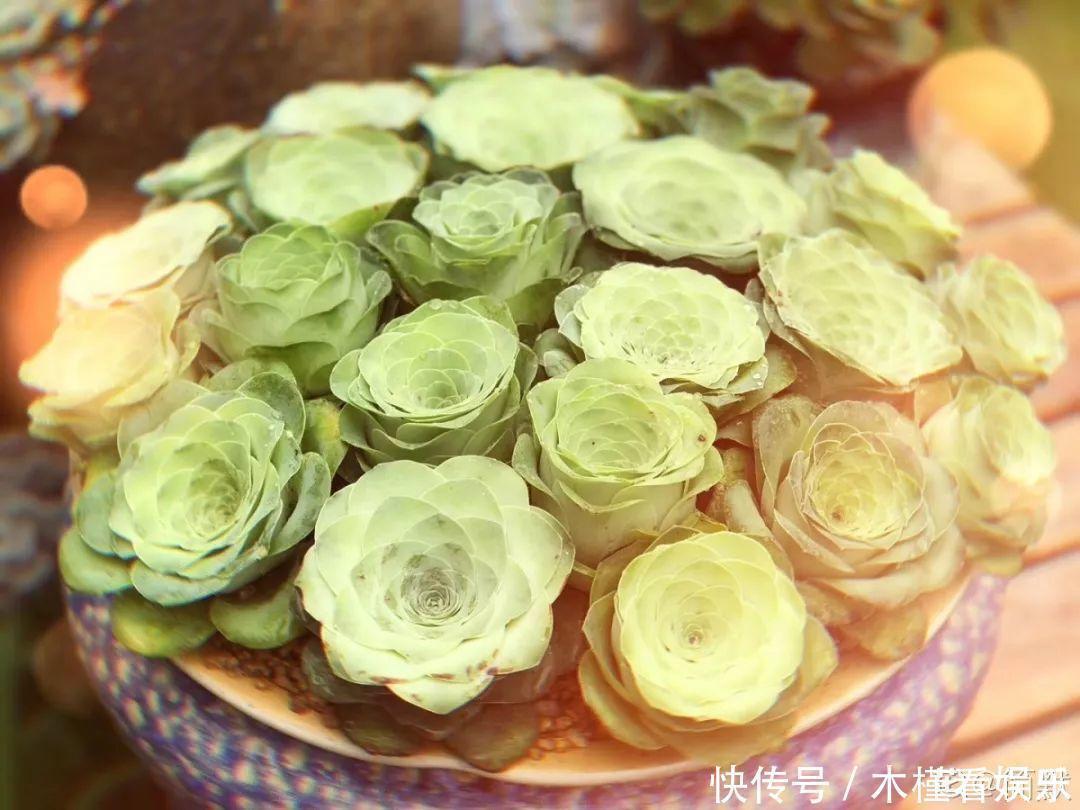 碰上这种多肉，直接分株吧，毕竟是圈里出名的叶插老大难！