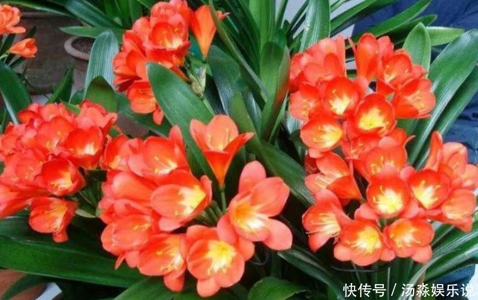 君子兰这样养,一年开花多次,掌握方法很重要!