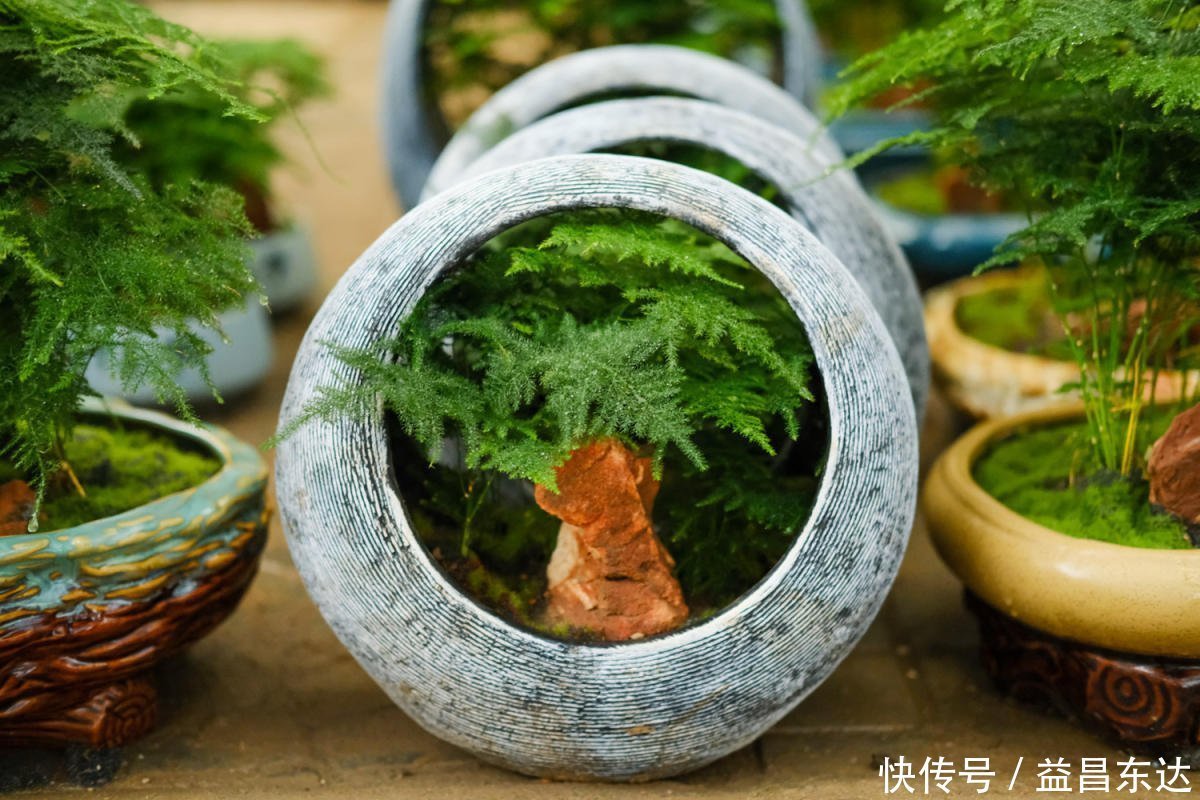 冬天开窗少,室内空气差,3种花净化空气效果好