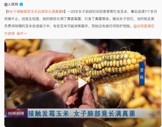 储存|女子接触霉变玉米后肺部长满黄曲霉菌，什么是黄曲霉毒素，它有哪些危害？