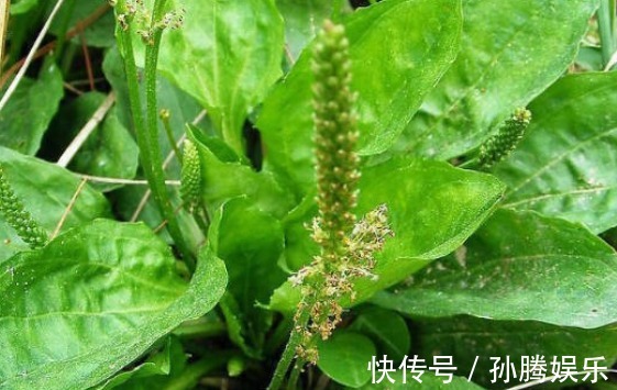养生|一味车前草,养生大功效!经常拿来泡水喝,身体收获喜人变化