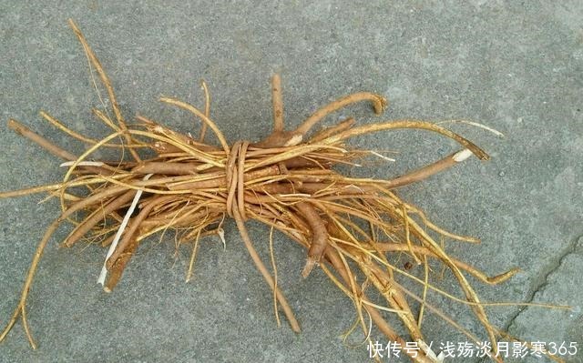 五指毛桃|这植物人称“五爪龙”，看着不起眼，用处却不少，可惜不多见了