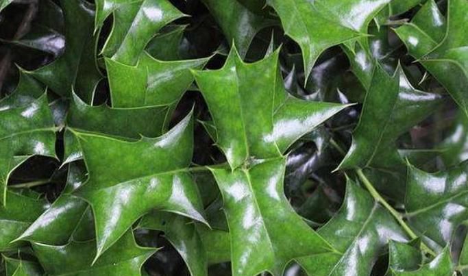 枸骨果|这树叶,也是一味中药,泡茶代饮,抗菌消炎、祛风湿