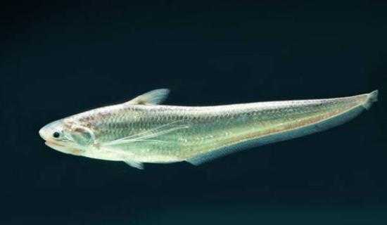 渔获|从3块一斤变成8000块一斤，长江刀鱼，让你吃不起的美味正在消失