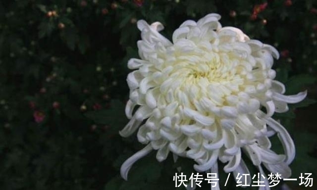 生肖|9月桃花满满，为爱勇敢，勇敢，守住旧爱，再爱生肖