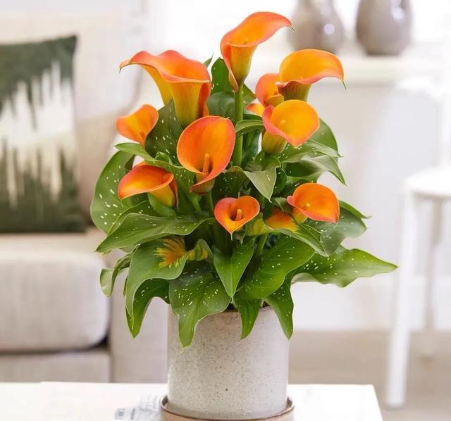 喝水|7种花,夏天太能“喝水”,一天浇一遍,10天爆满花