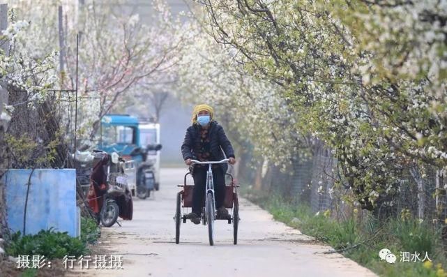 快乐老家：难忘醉美泗水梨园春