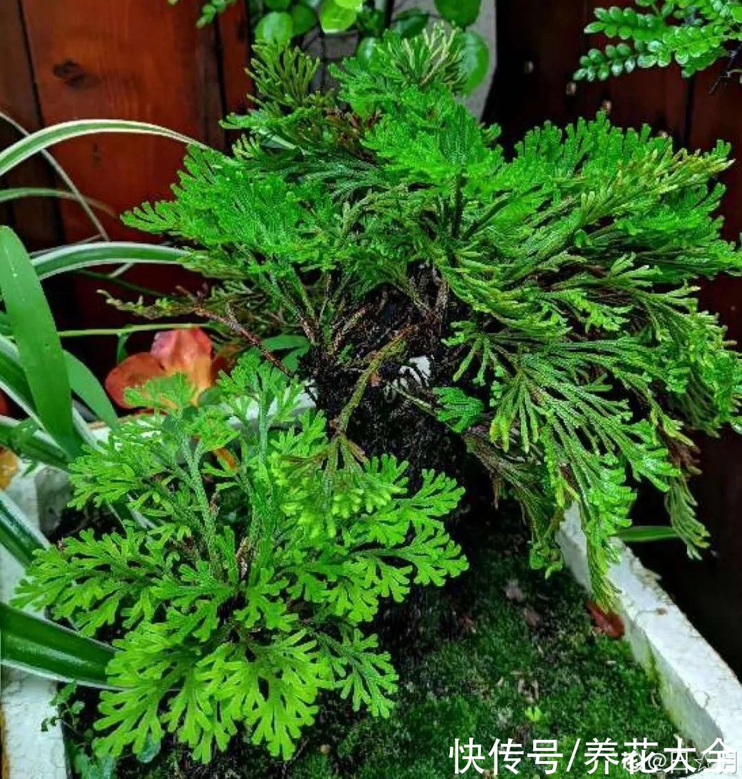 山上遇到“还魂”草，千万不要挖，养不活还破坏环境