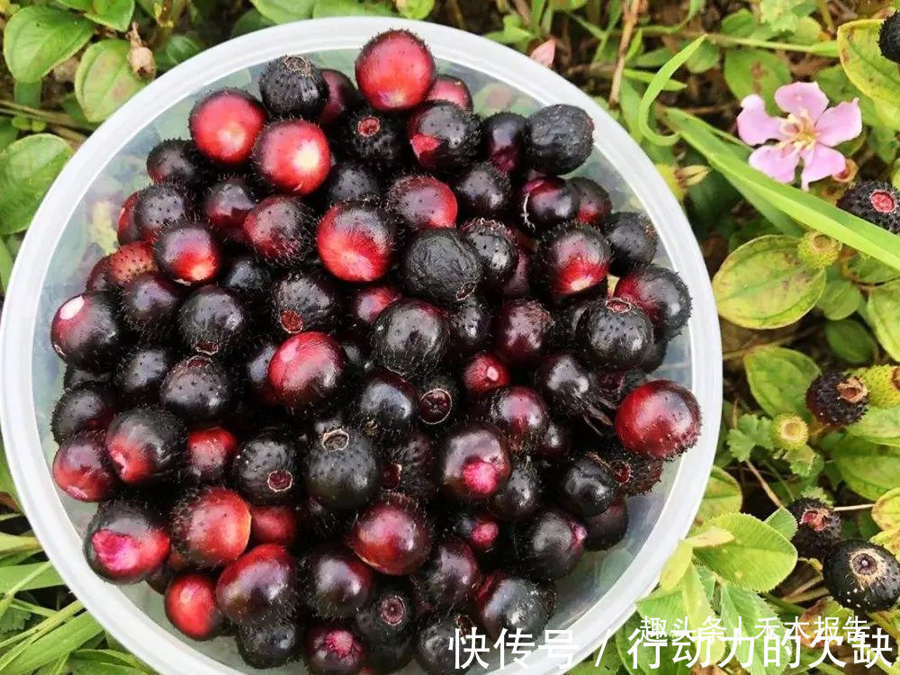 农民们|浑身是刺,吃了舌头会变黑,却是高钙野果,如今市场30元一斤