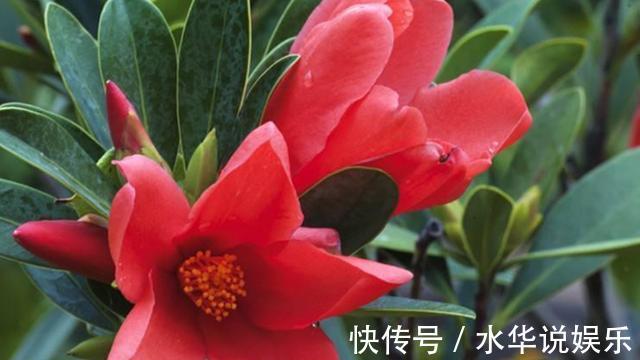 花朵|四季茶花进入秋季后怎么养护做好几点,花朵能一直开到冬天