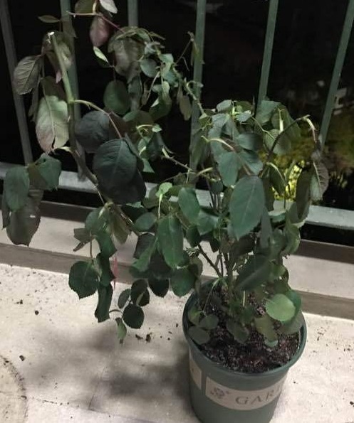 新手月季种植手册,修剪、病害防治等教程,种月季不再难