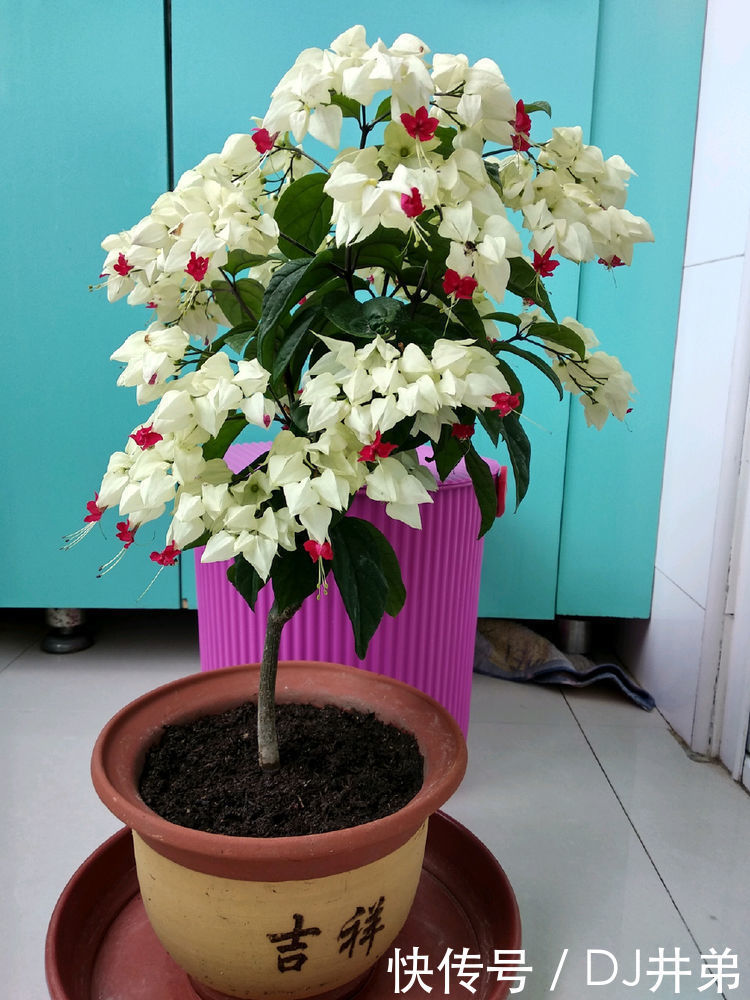 超漂亮的5种花，长势好、花色艳，一个月不浇水越长越旺