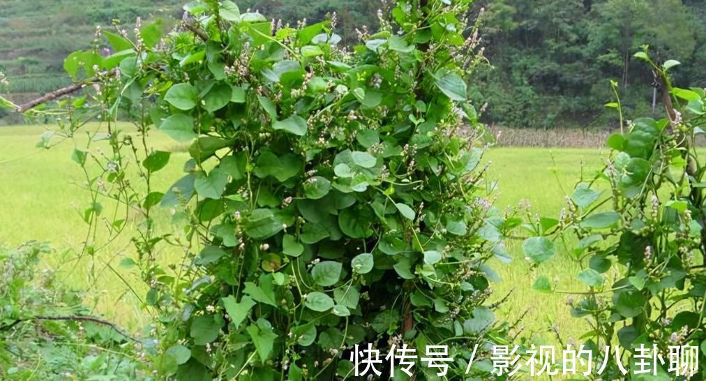 胭脂菜|农村常吃一种野菜，每天散步身体棒，胭脂菜你们可吃过？