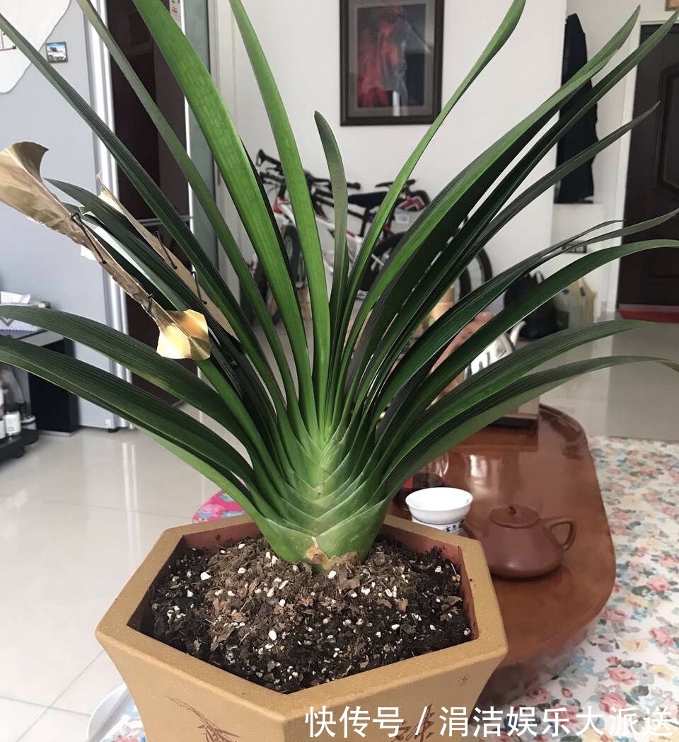 自制1种“混合土”，君子兰、绿萝最喜欢，1分钱不花，根旺叶绿