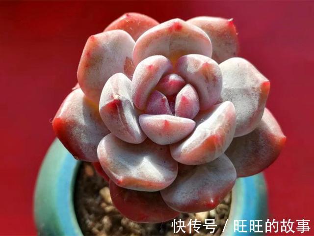 欧娜|十种多肉不但生命力顽强,还从没变丑过,让人怎能不爱