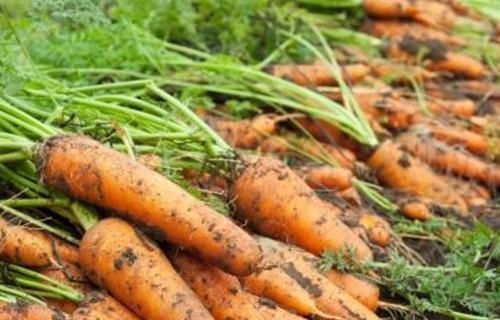 早好|吃完胡萝卜一小时内,禁忌碰此种食物,早知早好