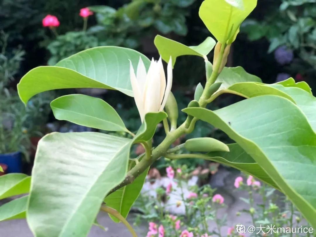 这10种花爱喝醋，浇水加点酸，叶子油亮爱开花！