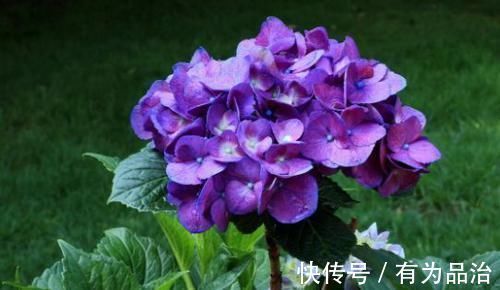 养花就养此4种,漂亮不输牡丹,四季开花,很值得拥有