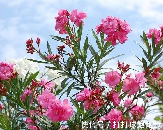 腰椎|腰椎间盘突出怎么办大黄+生姜可针对，用了都说好！