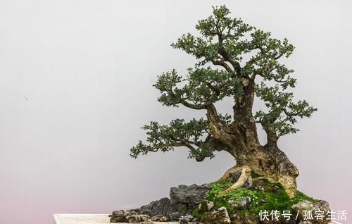 档次|养花不如养盆景，3个套路，把花养成“裸根盆景”，提升档次
