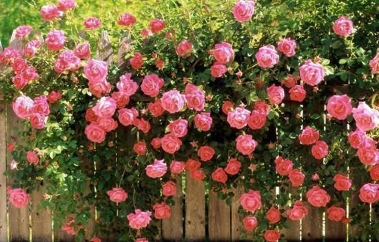 盘点9种名贵花草,每一种都高贵优雅,看看有你喜欢的吗?