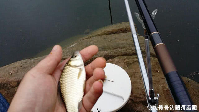 顿口|浮漂有动作,提竿却不中鱼,这种情况该如何应对