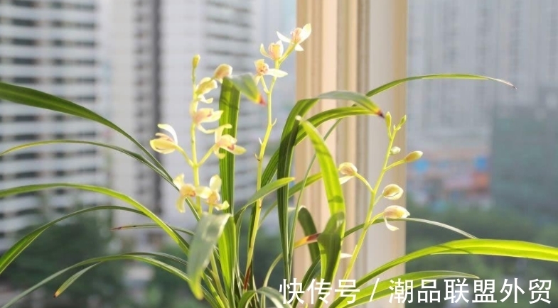 兰花“太娇气”,家中养不好,养这2种试试,室内也能年年开花