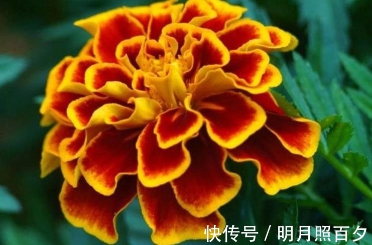 4种花养家里,满屋飘香,比香水还好闻,给你一片花海!