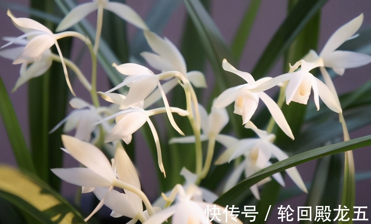 这2款兰花,是无法超越的“经典”,价格便宜,但是性价比却很高