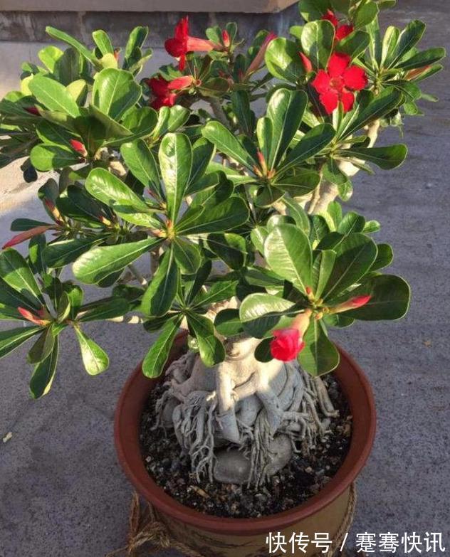 刚买的沙漠玫瑰，换盆注意“4点”，生根快速，夏季开花不间断