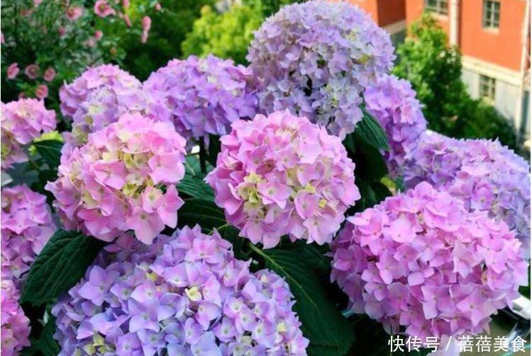 冬天试试养此款花卉,花色艳丽,花朵密集,四射如球