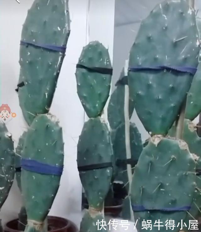 仙人掌吃个黄豆粒,猛蹿3米变“壮汉”,嫁接蟹爪兰,开花千百朵