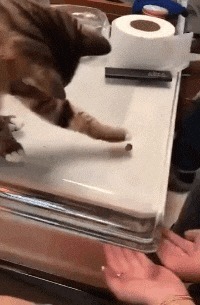 |搞笑GIF趣图：撞衫不可怕，一定要淡定，妹子稳住