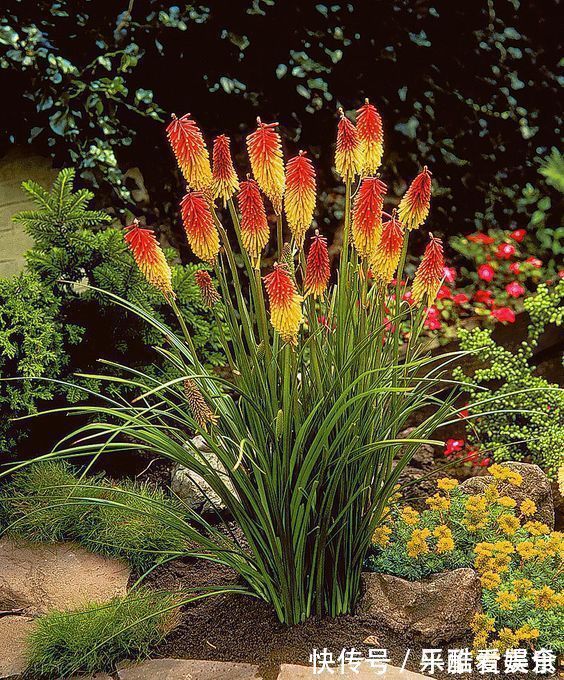 此花给人一种积极向上的寓意,气势磅礴,是一切美好的象征