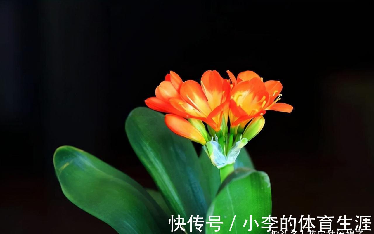 君子兰出现5个特征,是需要翻盆了,但时机不成熟,做好3点能缓解