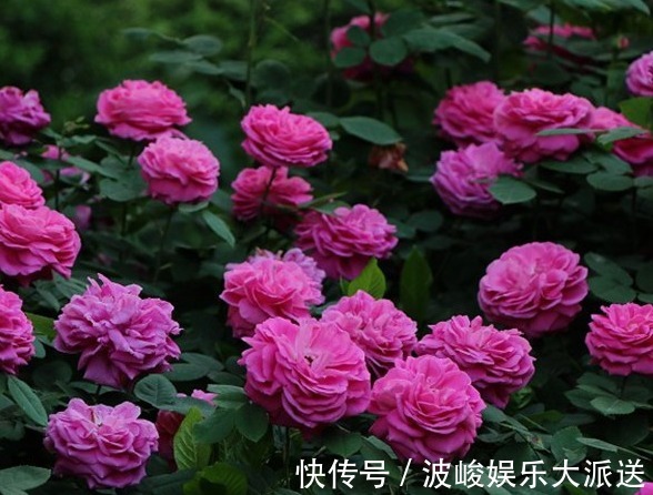 快乐园|今年最火花，一定是这款珍品月季，花大色艳，轻松爆盆，不养后悔