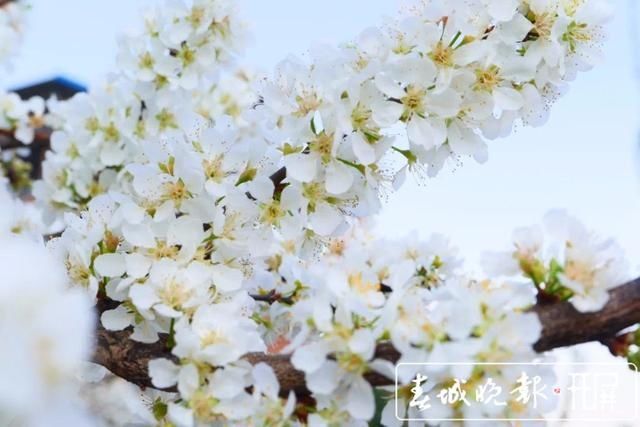 赏心悦目！玉溪元江万亩桃李花竞芬芳，踏青赏花正当时