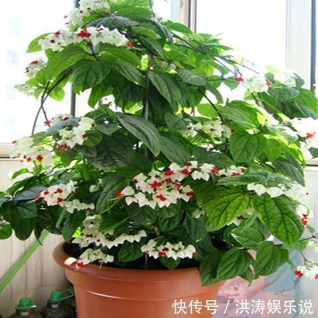 养花用“黄豆肥”臭味浓踏青捡点“万能肥”，无臭味、养啥都旺