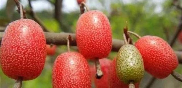  排毒|每天可以坚持吃三种食物，排毒养颜，延缓衰老，有益健康！