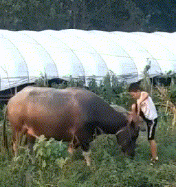 |搞笑GIF趣图:这是我见过的最让人讨厌的猫