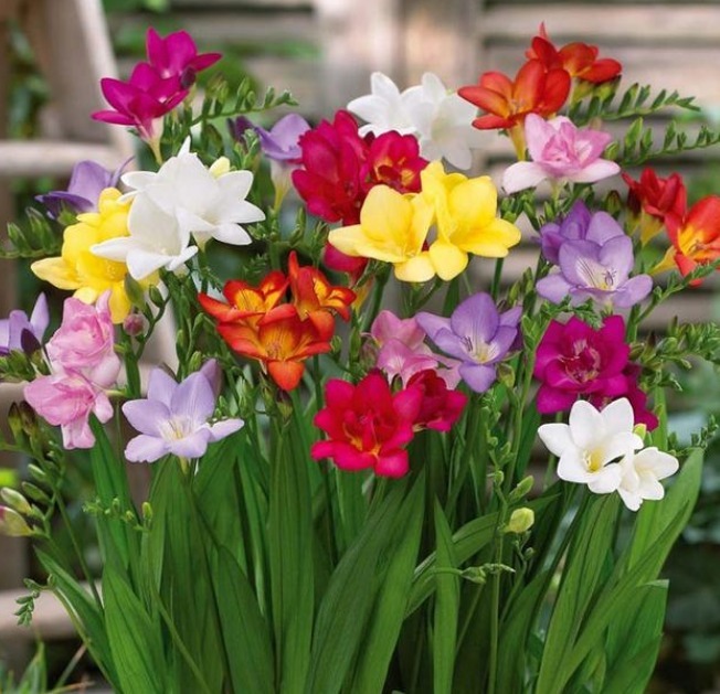 4种花是懒人的最爱,有阳光就爆盆,不用费心,就能长的特别好