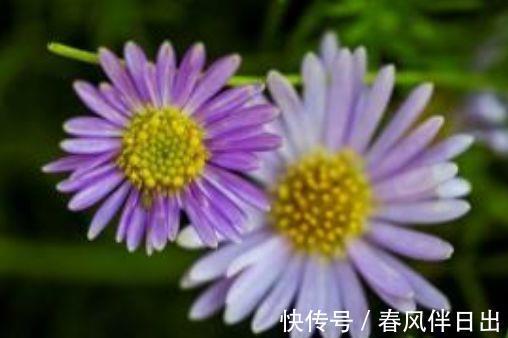 花色|农历7月13日开始，养花养个耐看的，开花幽香暗淡，花色惊艳清新