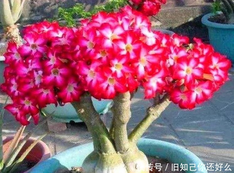 三色堇|春天养此款花卉,春风吹开花旺,开花美长势旺,黄绿交辉