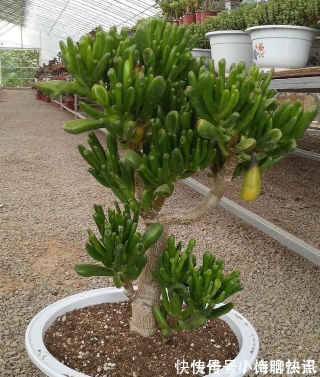 养多肉3年顺风顺水，多亏选了6种大普货，现在全是大老桩