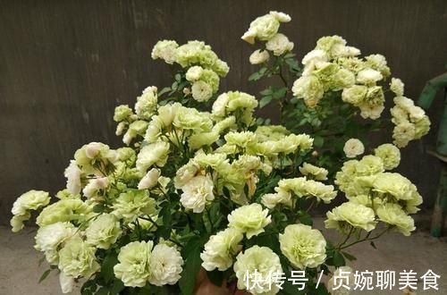 养花不如养这几款花，好养还爱开花，鲜艳漂亮，花开枝繁叶茂