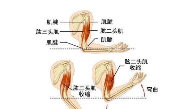 肱二头肌|每天做俯卧撑能增强手臂力量吗看完你就不觉得可惜了