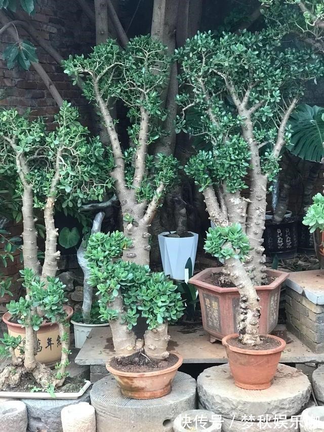 5种漂亮花,喜欢“穷养”,挤在破盆里,能养30年