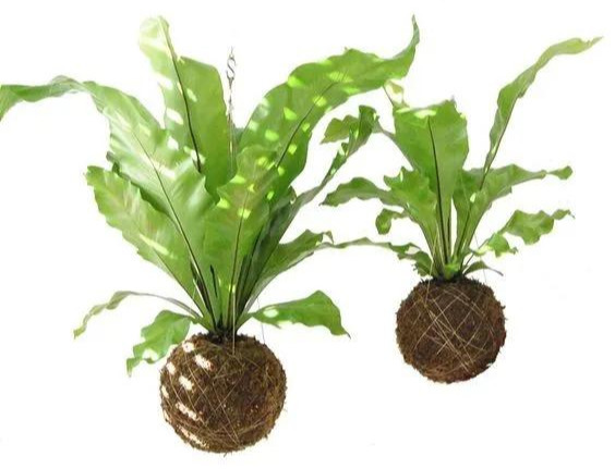 室内绿植种花不用盆，揉一个小球吊起来就让家里美翻