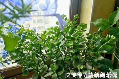 长寿花|养这三种花，盆越小，开的花越多，放大盆还容易死