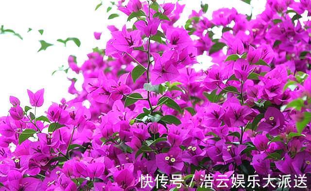 花芽|三角梅在开花,“修剪”要做对,花期不落花,一开就是几个月!